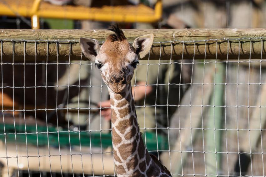 Meet this baby giraffe Ollie, of Safari West